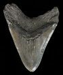 Bargain, Megalodon Tooth - Massive Meg #60499-2